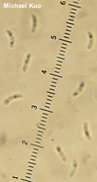Panellus serotinus Figure 4